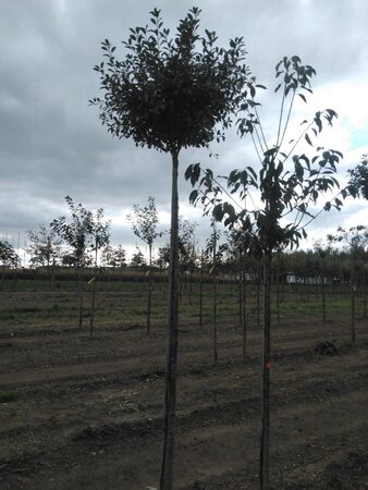 Prunus eminens 'Umbraculifera' 14-16 Hoogstam wortelgoed 2 X verplant - afbeelding 3