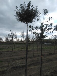 Prunus eminens 'Umbraculifera' 14-16 Hoogstam wortelgoed 2 X verplant - afbeelding 3