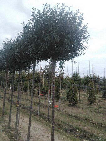 Prunus eminens 'Umbraculifera' 16-18 Hoogstam draadkluit 3 X verplant - afbeelding 3
