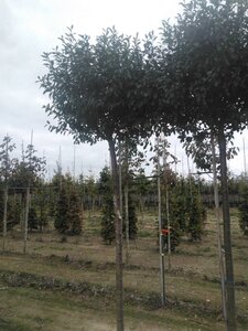 Prunus eminens 'Umbraculifera' 18-20 Hoogstam draadkluit 3 X verplant - afbeelding 3