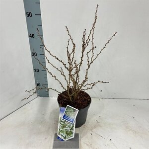 Prunus incisa 'Kojou-no-mai' 25-30 cm cont. 2,0L