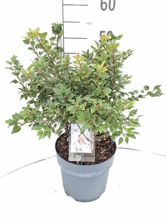 Prunus incisa 'Kojou-no-mai' 30-40 cm cont. 5,0L - afbeelding 1
