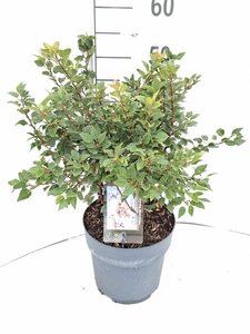 Prunus incisa 'Kojou-no-mai' 30-40 cm cont. 5,0L - afbeelding 1
