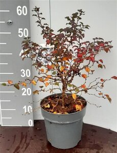 Prunus incisa 'Kojou-no-mai' 30-40 cm cont. 5,0L
