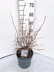Prunus incisa 'Kojou-no-mai' 30-40 cm cont. 5,0L - afbeelding 1