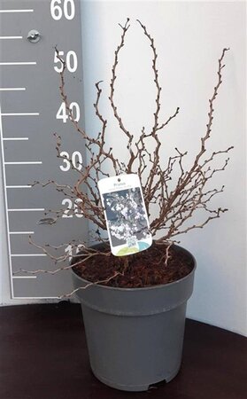 Prunus incisa 'Kojou-no-mai' 30-40 cm cont. 5,0L - afbeelding 4