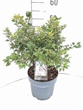 Prunus incisa 'Kojou-no-mai' 30-40 cm cont. 5,0L - afbeelding 2