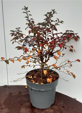 Prunus incisa 'Kojou-no-mai' 30-40 cm cont. 5,0L - afbeelding 5