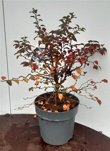 Prunus incisa 'Kojou-no-mai' 30-40 cm cont. 5,0L - afbeelding 5
