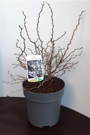 Prunus incisa 'Kojou-no-mai' 30-40 cm cont. 5,0L - afbeelding 6