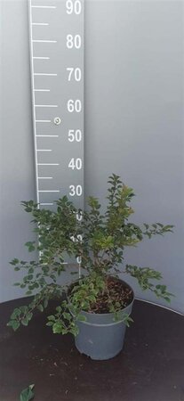 Prunus incisa 'Kojou-no-mai' 30-40 cm cont. 5,0L - afbeelding 7