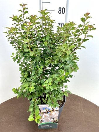 Prunus incisa 'Kojou-no-mai' 40-50 cm cont. 10L