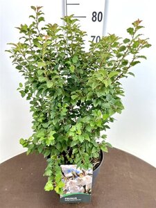 Prunus incisa 'Kojou-no-mai' 40-50 cm cont. 10L