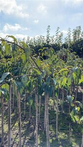 Prunus 'Kiku-shidare-zakura' 120 cm stam wortelgoed