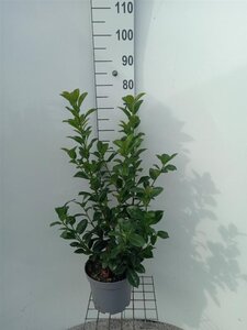 Prunus l. 'Ani' 40-60 cm cont. 5,0L
