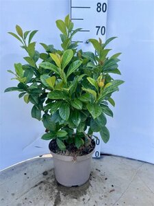 Prunus l. 'Ani' 60-80 cm cont. 5,0L