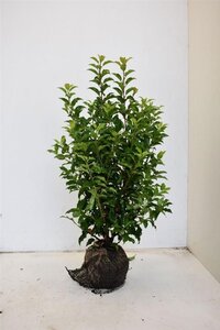 Prunus lusitanica 'Brenelia' 80-100 cm met kluit