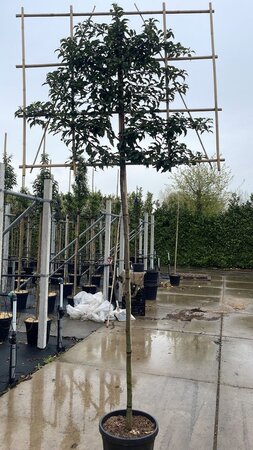 Prunus lusitanica 'Brenelia' 8-10 Hoogstam cont. 30L SCHERM,br150xh120 180 cm stam - afbeelding 1