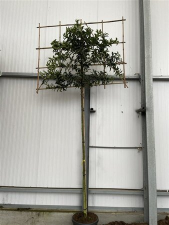 Prunus lusitanica 'Brenelia' 8-10 Hoogstam cont. 30L SCHERM,br150xh120 180 cm stam - afbeelding 3