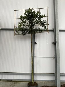Prunus lusitanica 'Brenelia' 8-10 Hoogstam cont. 30L SCHERM,br150xh120 180 cm stam - afbeelding 3