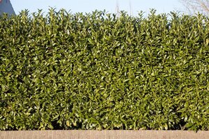 Prunus l. 'Caucasica' 100-125 cm cont. 10L - afbeelding 2