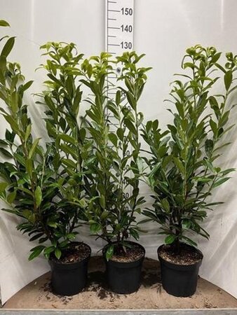 Prunus l. 'Caucasica' 100-125 cm cont. 7,5L - afbeelding 5