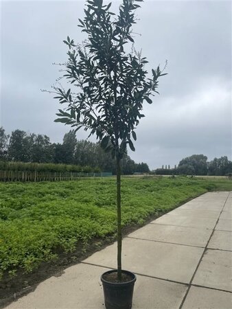 Prunus l. 'Caucasica' 12-14 Hoogstam cont. 35L