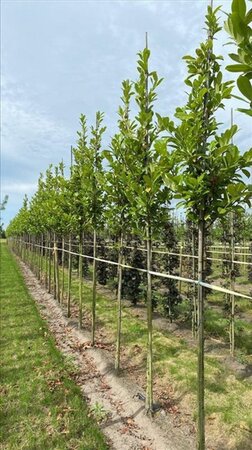 Prunus l. 'Caucasica' 12-14 Hoogstam draadkluit 2 X verplant - afbeelding 2