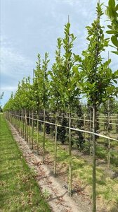Prunus l. 'Caucasica' 12-14 Hoogstam draadkluit 2 X verplant - afbeelding 2