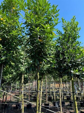 Prunus l. 'Caucasica' 14-16 Hoogstam cont. 35L - afbeelding 2