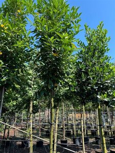 Prunus l. 'Caucasica' 14-16 Hoogstam cont. 35L - afbeelding 2