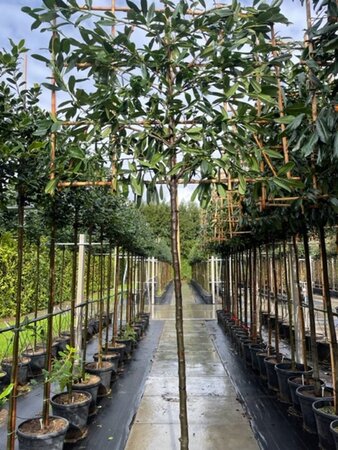 Prunus l. 'Caucasica' 14-16 Hoogstam cont. 35L SCHERM,br150xh120 180 cm stam