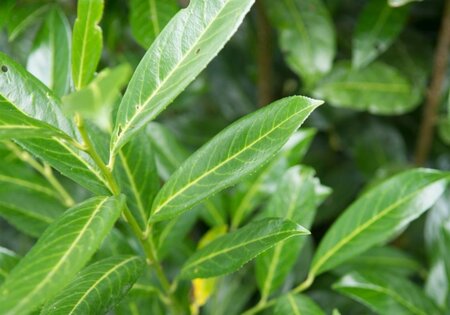 Prunus l. 'Caucasica' 14-16 Hoogstam cont. 90L - afbeelding 2