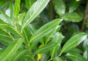 Prunus l. 'Caucasica' 14-16 Hoogstam cont. 90L - afbeelding 2