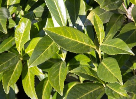 Prunus l. 'Caucasica' 14-16 Hoogstam cont. 90L - afbeelding 3