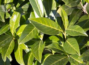 Prunus l. 'Caucasica' 14-16 Hoogstam cont. 90L - afbeelding 3