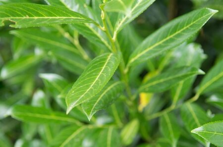 Prunus l. 'Caucasica' 14-16 Hoogstam cont. 90L - afbeelding 4