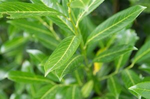 Prunus l. 'Caucasica' 14-16 Hoogstam cont. 90L - afbeelding 4