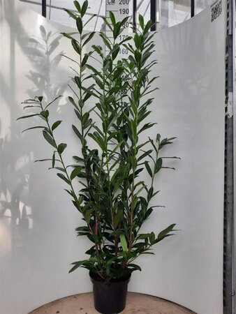 Prunus l. 'Caucasica' 150-175 cm cont. 10L