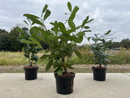 Prunus l. 'Caucasica' 60-80 cm cont. 3,0L - afbeelding 7