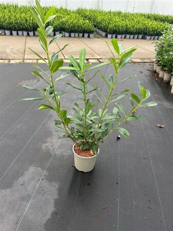 Prunus l. 'Caucasica' 60-80 cm cont. 3,0L - afbeelding 6