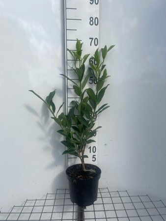 Prunus l. 'Caucasica' 60-80 cm cont. 3,0L - afbeelding 5