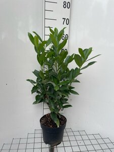 Prunus l. 'Caucasica' 60-80 cm cont. 3,0L - afbeelding 6