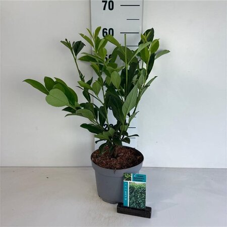 Prunus l. 'Caucasica' 60-80 cm cont. 3,5L