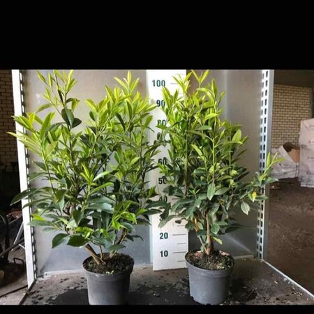 Prunus l. 'Caucasica' 60-80 cm cont. 5,0L - afbeelding 6