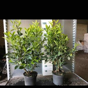Prunus l. 'Caucasica' 60-80 cm cont. 5,0L - afbeelding 6