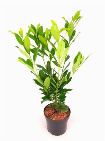 Prunus l. 'Caucasica' 60-80 cm cont. 5,0L - afbeelding 5