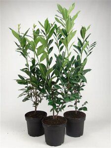 Prunus l. 'Caucasica' 80-100 cm cont. 7,5L - afbeelding 1