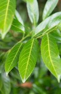 Prunus l. 'Caucasica' 8-10 Hoogstam cont. 50L