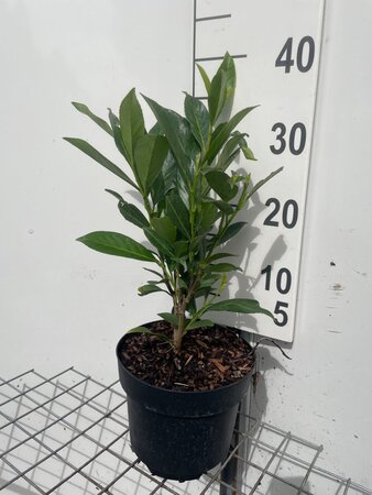 Prunus l. 'Caucasica' geen maat specificatie cont. 3,0L - afbeelding 1